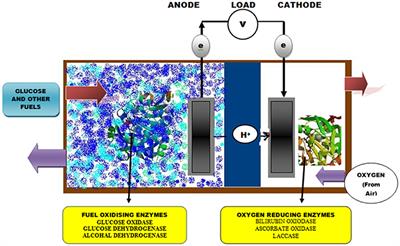Redox Cell Biology and Genetics, Part A: 352 (Methods in Enzymology)